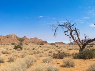 africa arid barren bush