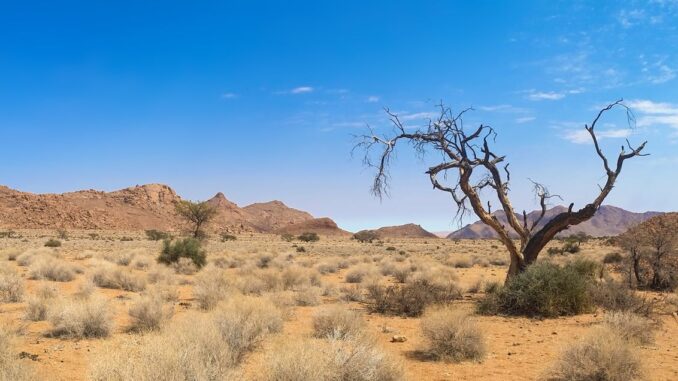 africa arid barren bush