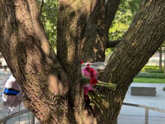 9/11 "Survivor Tree" New York (Carole Leskin Photo)